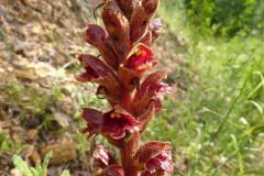 Orobanche gracilis