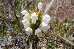 Prunella laciniata