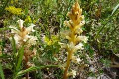 Orobanche esulae