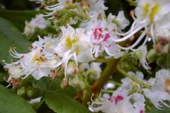 Aesculus hippocastanum