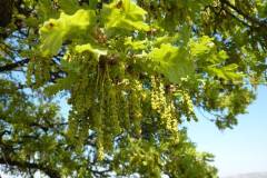 Quercus robur