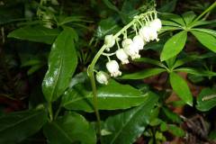 Orthilia secunda