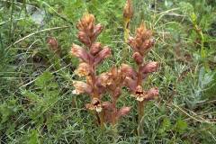 Orobanche alba