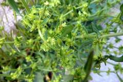 Rumex pulcher