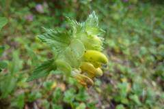 Rhinanthus angustifolius