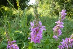 Lythrum salicaria