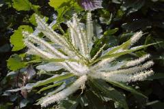 Castanea sativa