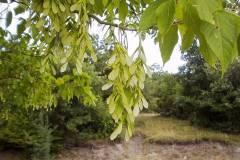 Acer negundo