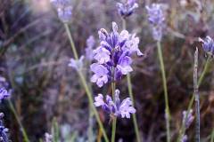 Lavandula angustifolia