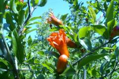 Punica granatum
