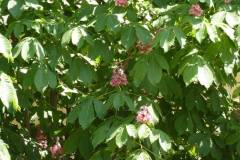 Aesculus carnea