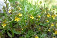Euphrasia minima