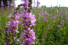 Lythrum virgatum