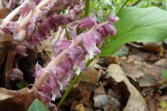 Lathraea squamaria