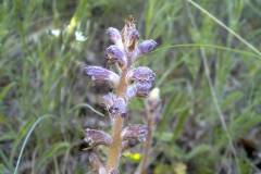 Orobanche pubescens