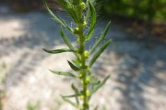 Kochia scoparia