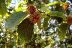Fagus sylvatica