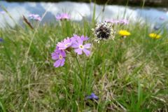 Primula farinosa