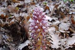 Lathraea rhodopaea