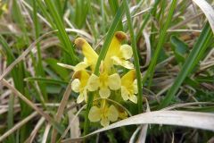 Pedicularis oederi