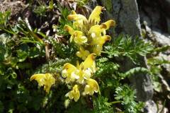 Pedicularis oederi