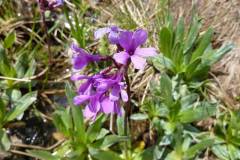 Primula deorum