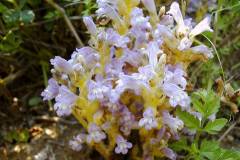 Phelipanche ramosa