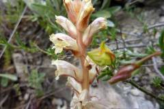 Orobanche minor