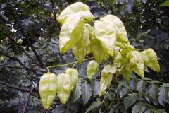 Koelreuteria paniculata