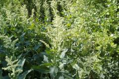Chenopodium bonus-henricus