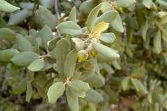 Quercus ilex