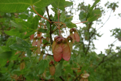 Acer monspessulanum