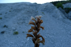 Phelipanche nana