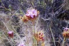 Dianthus pinifolius