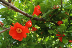 Punica granatum
