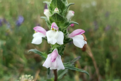 Bellardia trixago