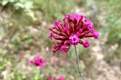 Dianthus giganteus