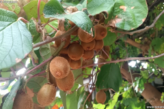 Actinidia deliciosa