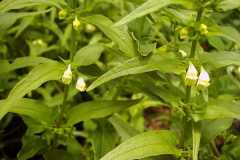 Melampyrum sylvaticum