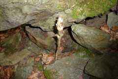 Monotropa hipopytis