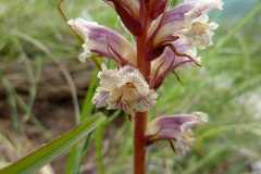 Orobanche crenata