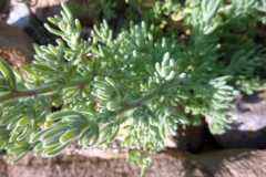 Bassia hirsuta