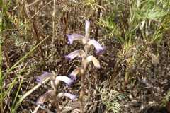 Orobanche cumana