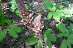 Orobanche hederae