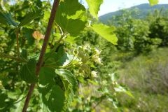 Acer tataricum