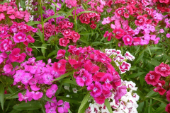Dianthus barbatus