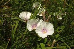 Convolvulus betonicifolius