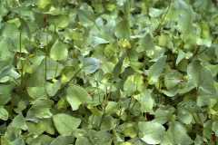 Rumex scutatus