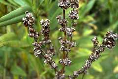 Rumex triangularis