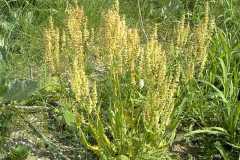 Rumex tuberosus